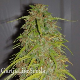 Auto Super Bud feminised Ganja Seeds