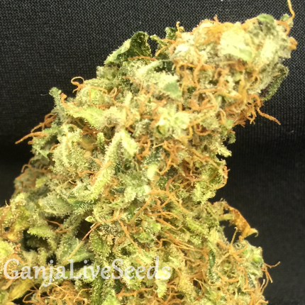 Auto Super Bud feminised Ganja Seeds