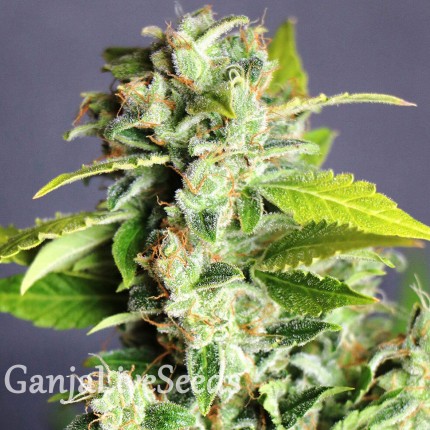 Auto Super Bud feminised Ganja Seeds