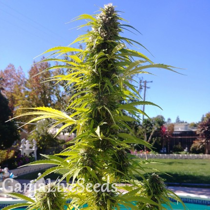 Auto Super Bud feminised Ganja Seeds