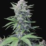 где купить семена конопли Auto Tropicana Cookies feminised Ganja Seeds