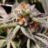 дешевые семена конопли Auto Tropicana Cookies feminised Ganja Seeds