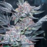 семена конопли цена Auto Tropicana Cookies feminised Ganja Seeds