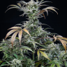 лучшие семена конопли Auto Tropicana Cookies feminised Ganja Seeds