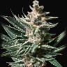 семенам конопли наложенным платежом Auto Tropicana Cookies feminised Ganja Seeds