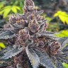 семена конопли наложенным платежом Auto Tropicana Cookies feminised Ganja Seeds