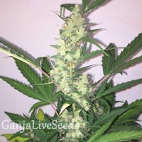 Auto New York Diesel feminised GanjaLiveSeeds