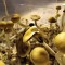 отпечатки псилоцибиновых грибов McKennaii