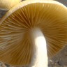 споровые отпечатки псилоцибиновых грибов McKennaii