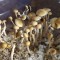 недорого споры псилоцибиновых грибов McKennaii