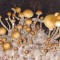 купить недорого споры псилоцибиновых грибов McKennaii