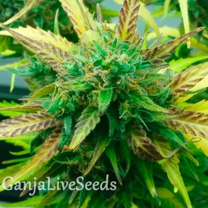 Think Fast feminised GanjaLiveSeeds