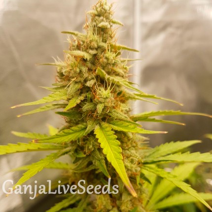 Auto Critical Hog feminised Ganja Seeds