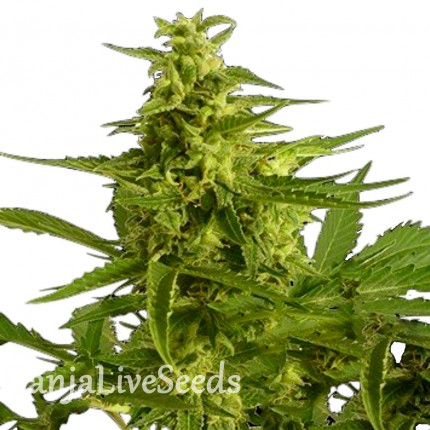 Auto Critical Hog feminised Ganja Seeds