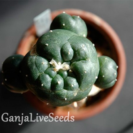 Lophophora williamsii SB 854