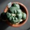 Заказать семена Lophophora williamsii SB 854
