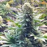 семена конопли отзывы Banana Punch feminised Ganja Seeds