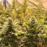 интернет магазин семян конопли Banana Punch feminised Ganja Seeds