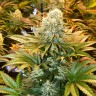 семена конопли сорта Banana Punch feminised Ganja Seeds