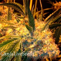 Auto Heaven feminised Ganja Seeds