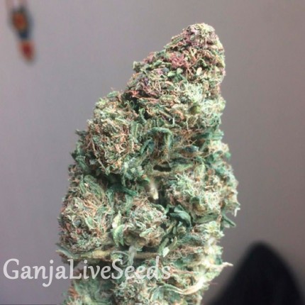 Auto Heaven feminised Ganja Seeds