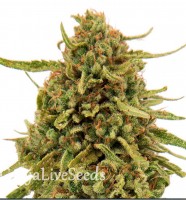 Widow Remedy feminised GanjaLiveSeeds