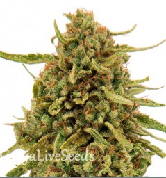 Widow Remedy feminised GanjaLiveSeeds
