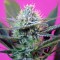 Семена каннабиса Auto + Speed feminised GanjaLiveSeeds