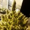Семена конопли Auto + Speed feminised GanjaLiveSeeds