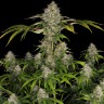 купить семена конопли почтой Black Domina x Early Skunk feminised Ganja Seeds