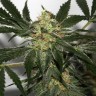 покупка семян конопли Black Domina x Early Skunk feminised Ganja Seeds