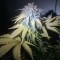 семена конопли для курения Auto MI5 feminised Short Stuff Seeds