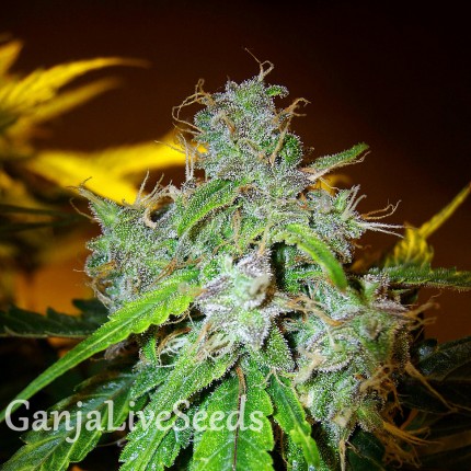 White Blueberry Pie feminised GanjaLiveSeeds