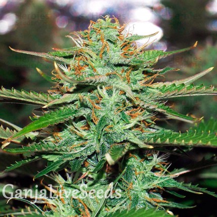 Auto Jack 47 feminised GanjaLiveSeeds