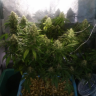 Качественные семена марихуаны Auto Jack 47 feminised GanjaLiveSeeds