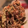 нужны семена конопли Bruce Banner feminised Ganja Seeds