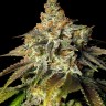 доставка семян конопли Bruce Banner feminised Ganja Seeds