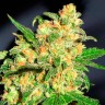 магазин семян конопли купить Bruce Banner feminised Ganja Seeds