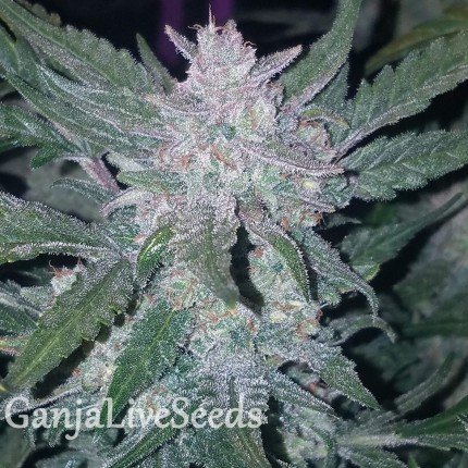 Auto Mexican Airlines feminised Ganja Seeds