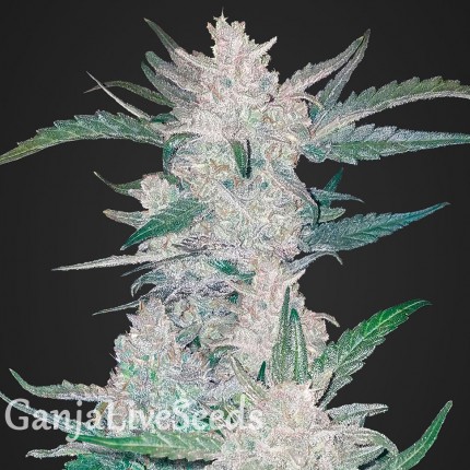 Auto Mexican Airlines feminised Ganja Seeds