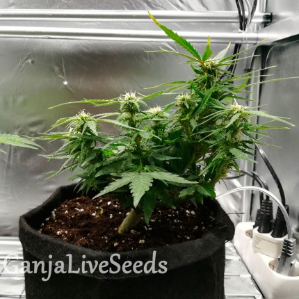 Auto Somango feminised GanjaLiveSeeds