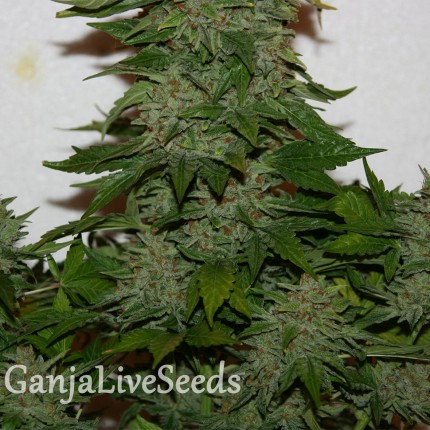 Auto Snowryder feminised Short Stuff Seeds