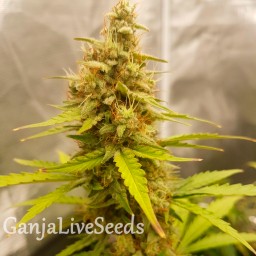 Auto Critical Hog feminised GanjaLiveSeeds