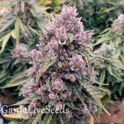Auto Cinderella Jack feminised Ganja Seeds