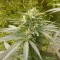 Семена марихуаны Power Plant feminised GanjaLiveSeeds