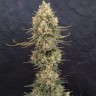 семена конопли польза Critical Jack feminised Ganja Seeds