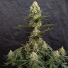 семена конопли можно Critical Jack feminised Ganja Seeds