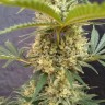 масло семян конопли Critical Jack feminised Ganja Seeds