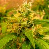 семена конопли из голландии Critical Jack feminised Ganja Seeds