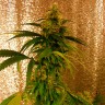 урбеч из семян конопли Critical Jack feminised Ganja Seeds